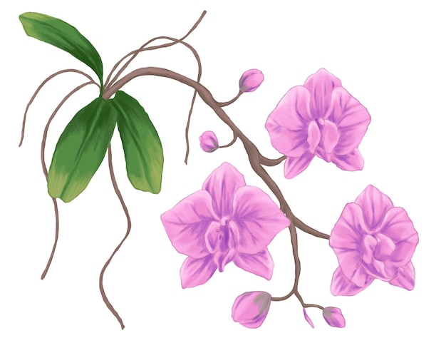 Pink orchid painting illustration