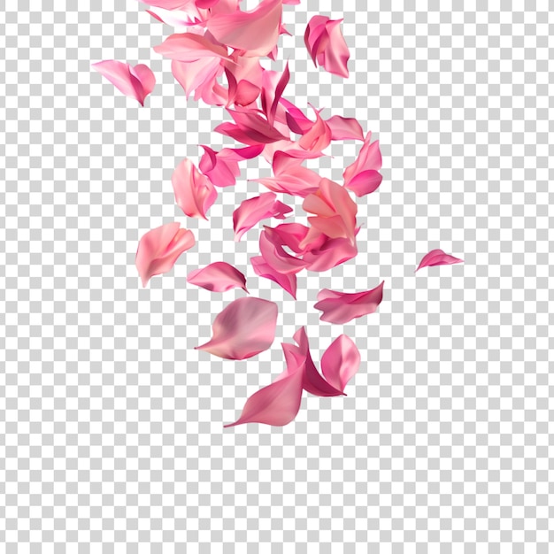 Pink petals falling on a transparent background