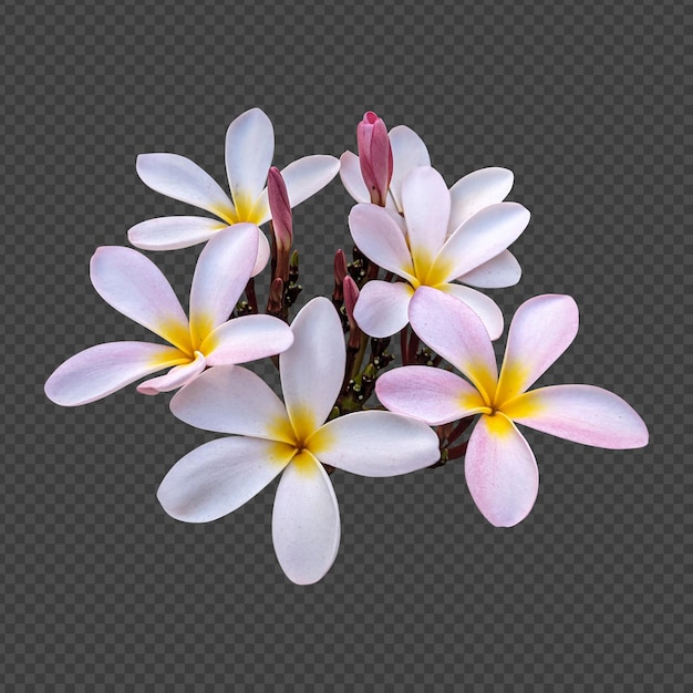 Pink plumeria flowers isolated rendering