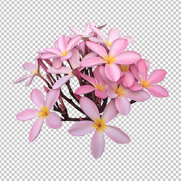 Pink plumeria flowers isolated rendering