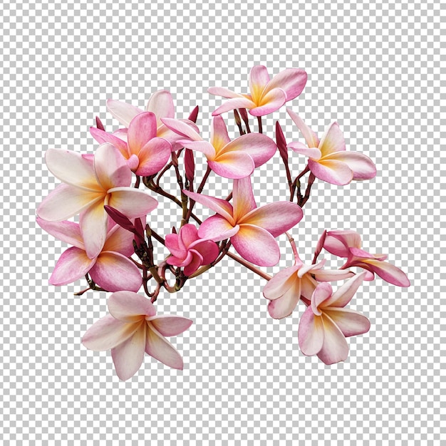 Pink plumeria flowers isolated rendering