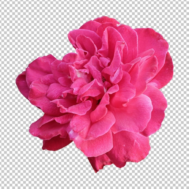 Pink rose flower isolated rendering