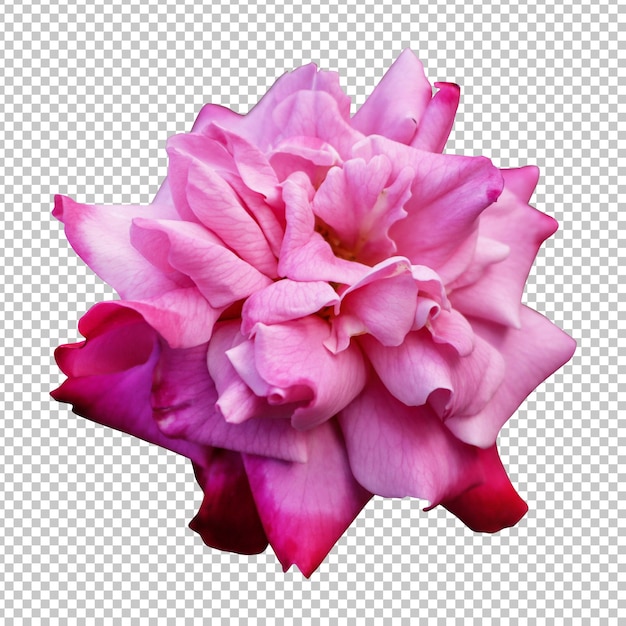 Pink rose flower isolated rendering