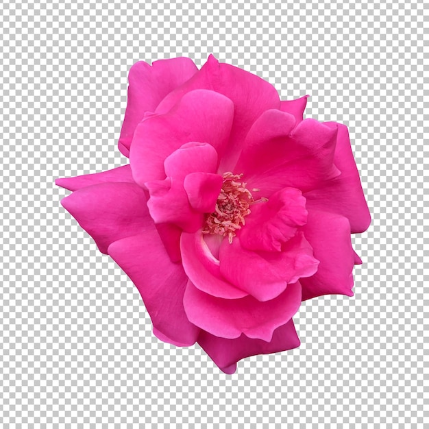 Pink rose flower isolated rendering