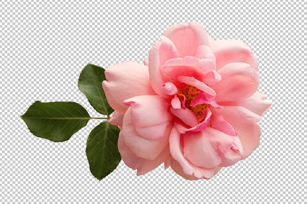 Pink rose flower on isolated transparent background