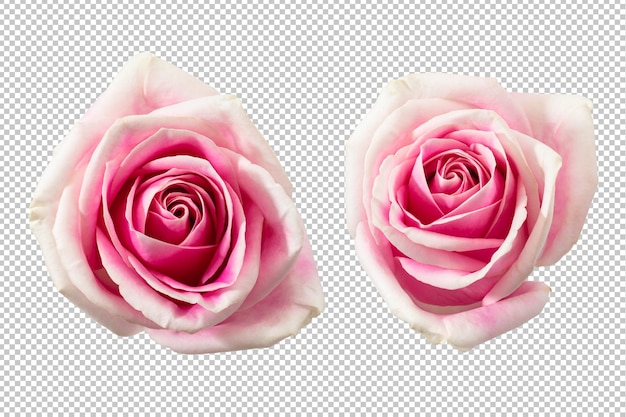 Pink rose flowers isolated