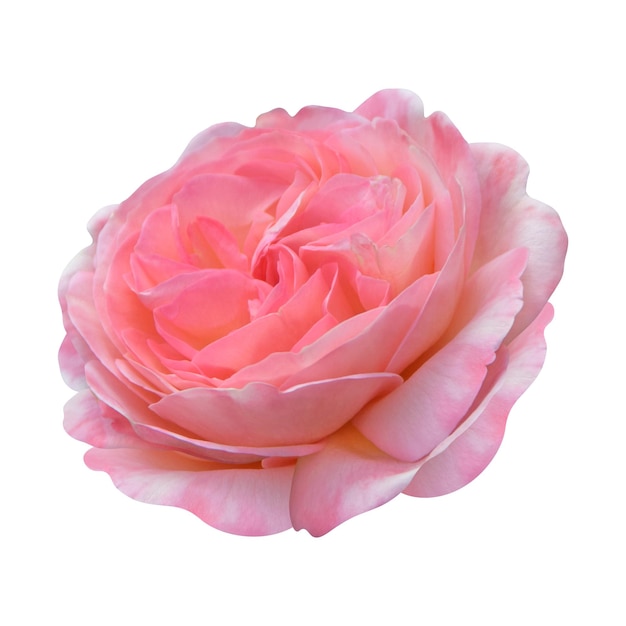 Pink rose isolated remove background psd file