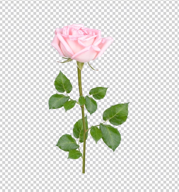 Pink rose with leaves isolated Premium PSD