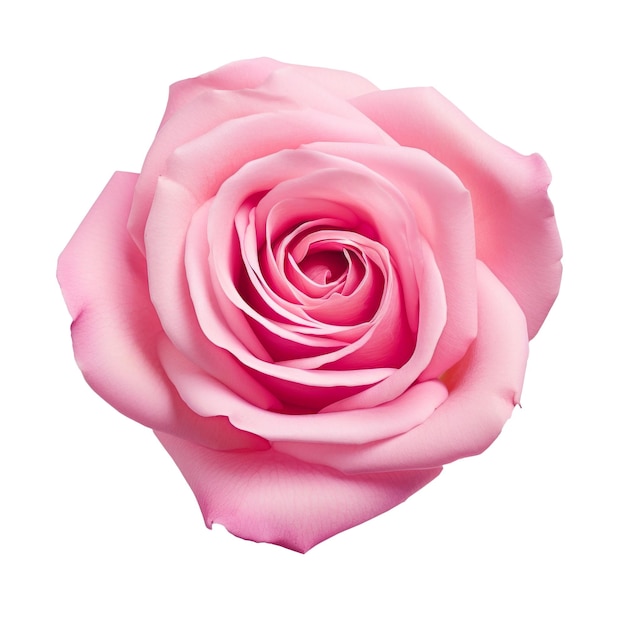 Pink roses on transparent background