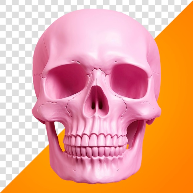 PSD pink simple skull on empty pink background human anatomy purple