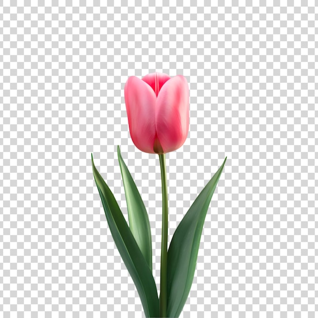 A pink tulip flower on a transparent background