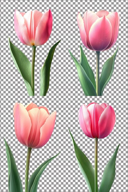 PSD pink tulip fresh and beautiful highly detailed hyperrealistic isolated png with clear transparent ba