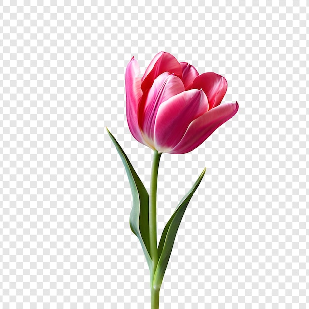 PSD pink tulips on a transparent background