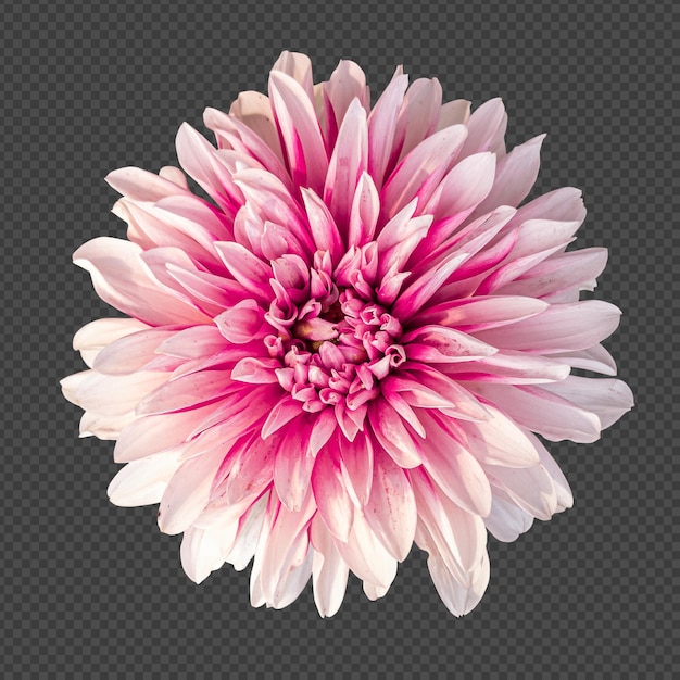 Pink white dahlia flower isolated rendering