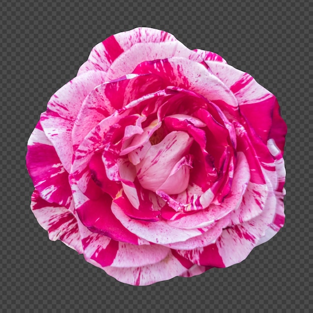 Pink white rose flower isolated rendering