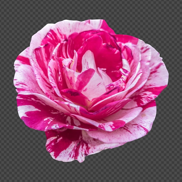 Pink white rose flower isolated rendering