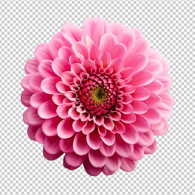 Pink zinnia flower isolated on transparent background