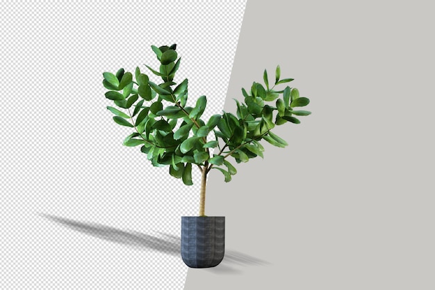 Plant in 3d rendering