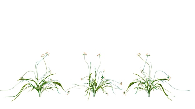 plant and flower transparent background