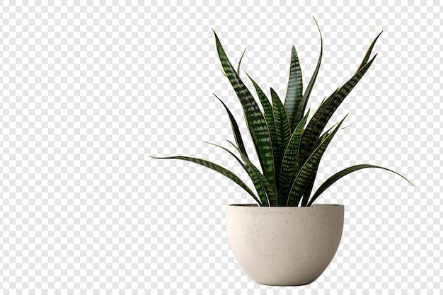 plant in a glass pot isolated on transparent background