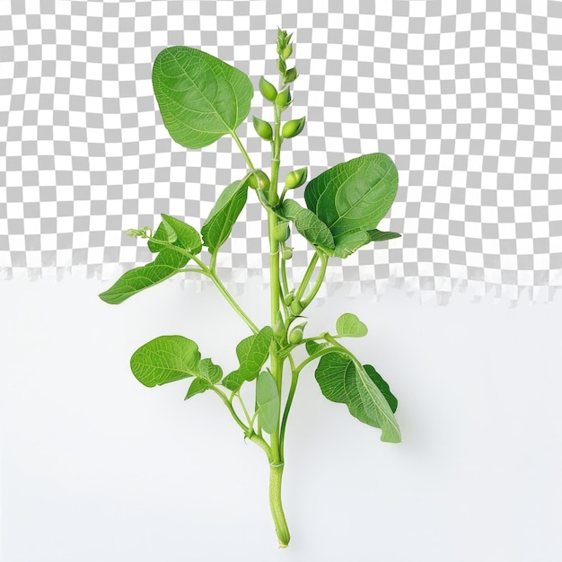 a plant is growing on a checkered background