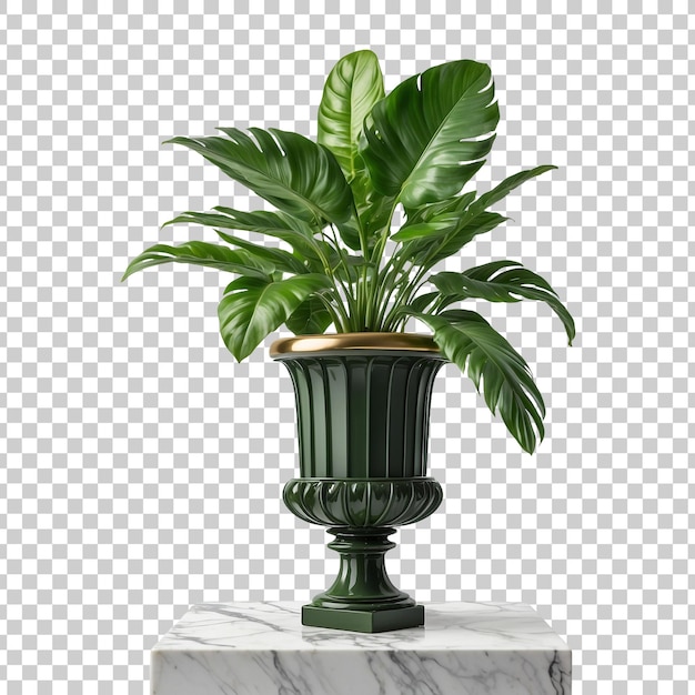 PSD a plant is in a vase that is on a white background