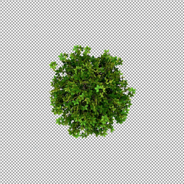 Plant isolated in 3d rendering