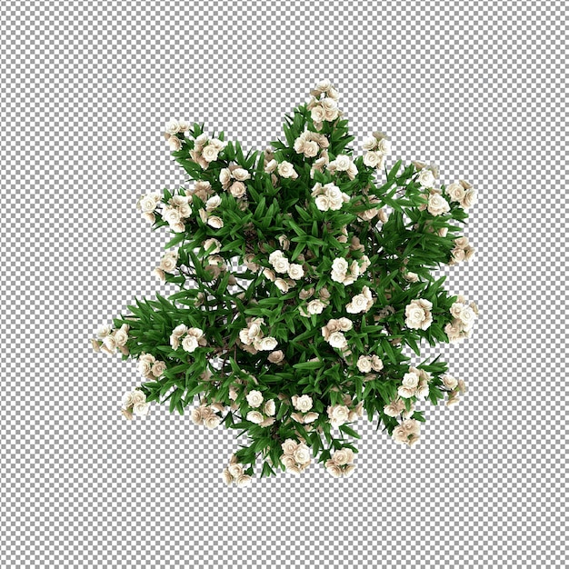 Plant isolated in 3d rendering