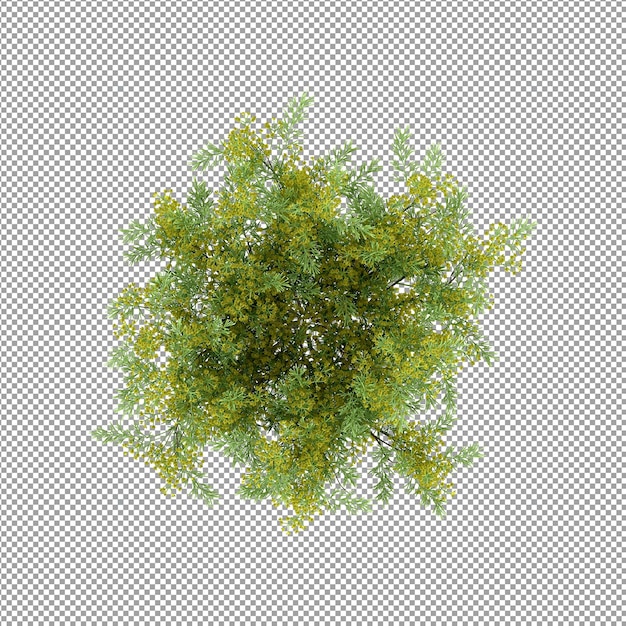 Plant isolated in 3d rendering