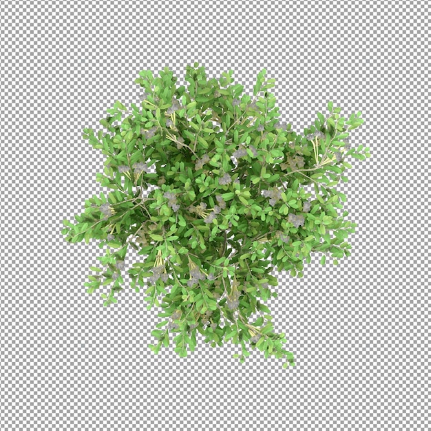 Plant isolated in 3d rendering