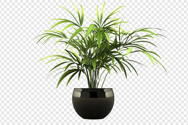 plant isolated on transparent background