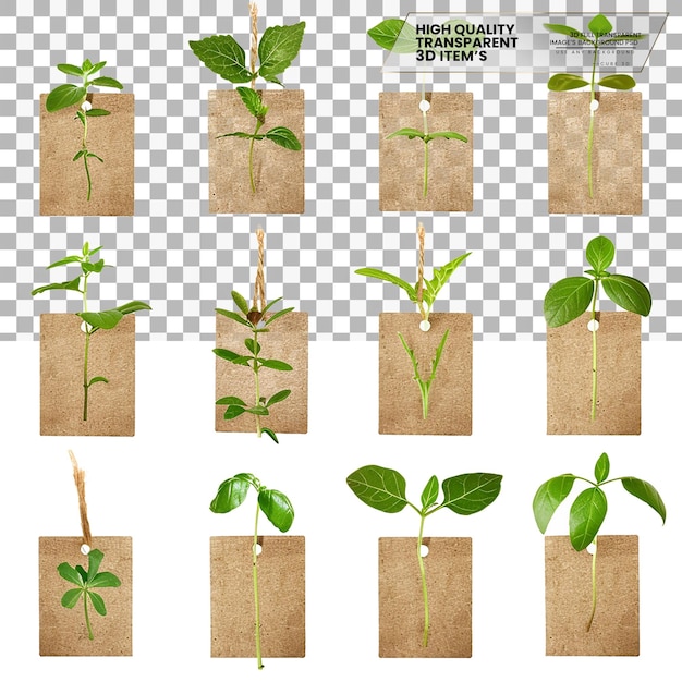 PSD plant labels labels used for identifying plants on transparent background