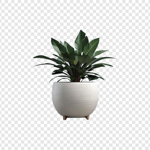 Plant in pot in 3d rendering isolated on transparent background