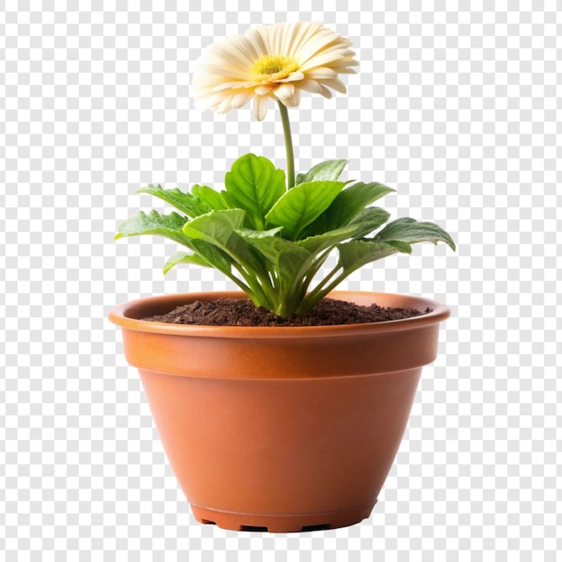 PSD plant pot flower isolated on transparent background