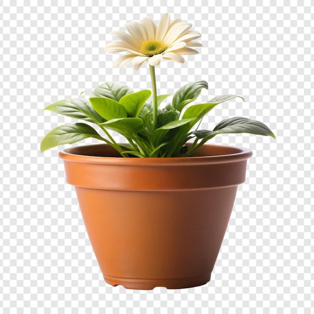 PSD plant pot flower isolated on transparent background