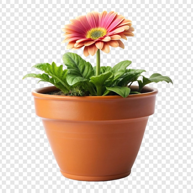 PSD plant pot flower isolated on transparent background