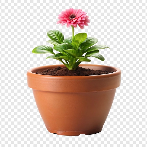 PSD plant pot flower isolated on transparent background