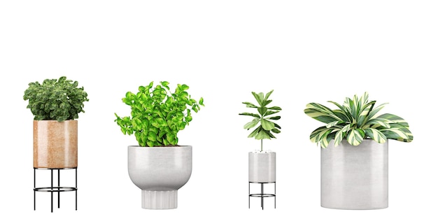 A plant in a pot is shown on a white background.