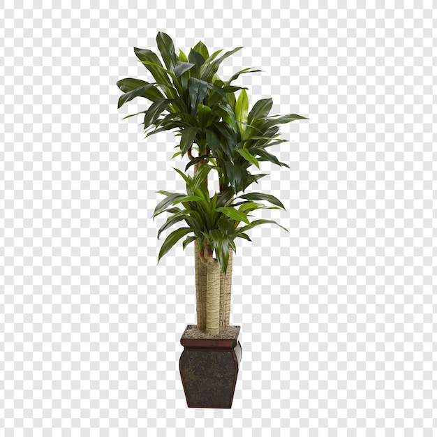 a plant in a pot on a transparent background