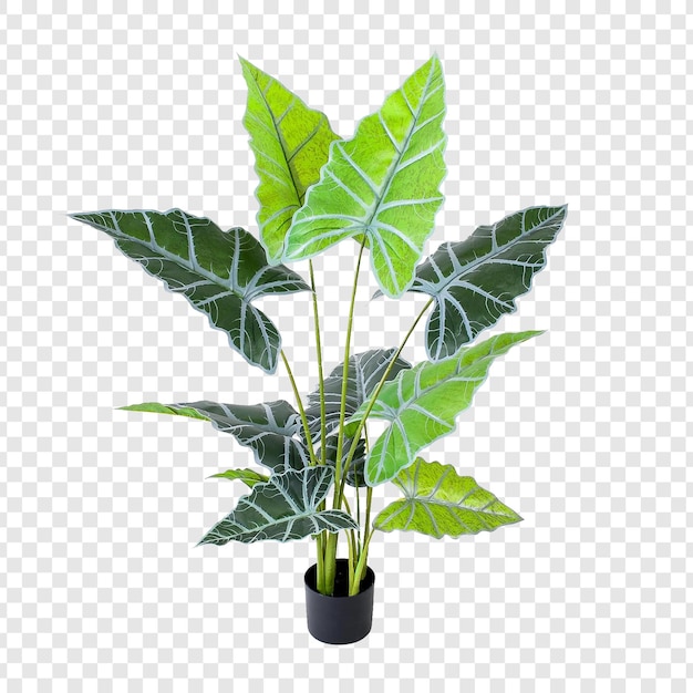 PSD a plant in a pot on a transparent background