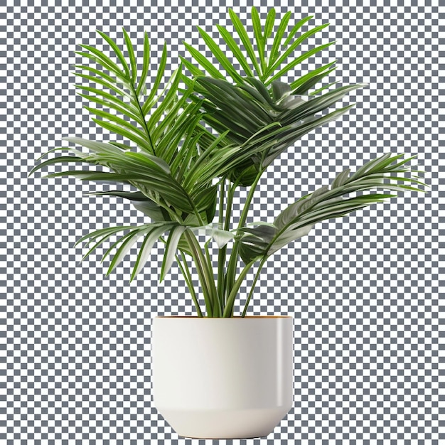 plant in a pot