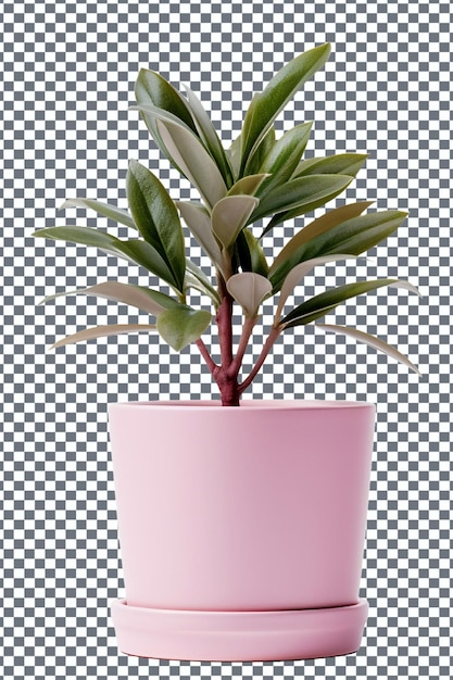 plant in a pot