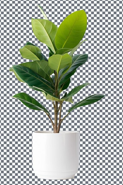 plant in a pot