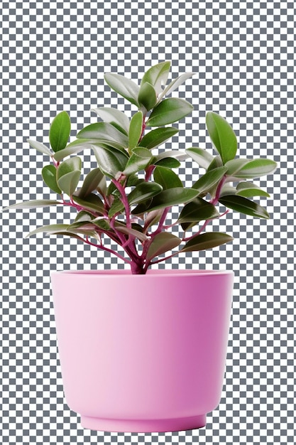 plant in a pot