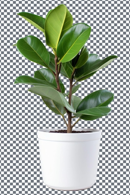 plant in a pot