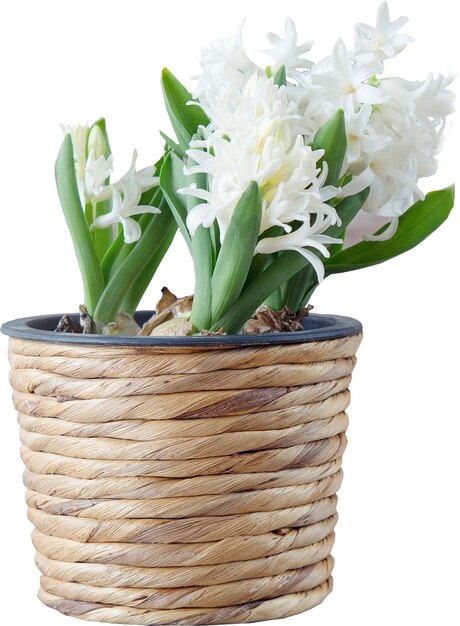 PSD plant realistic white basket with soft backdrop white basket with white flowers