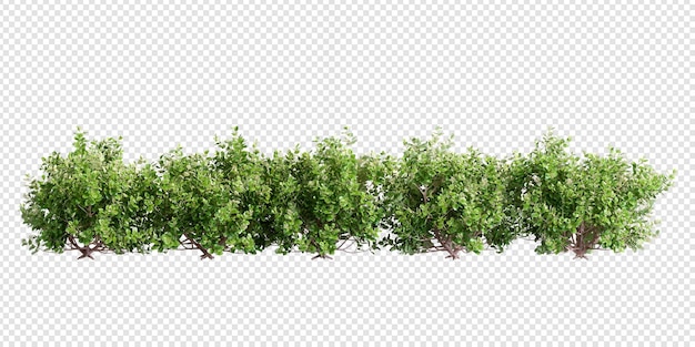 Plant and shrubs in 3d rendering isolated