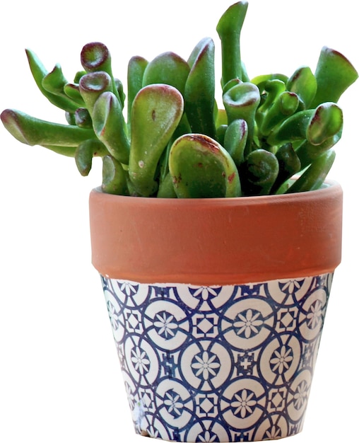 Plant succulent clipart terracotta pot succulent plant gray pot