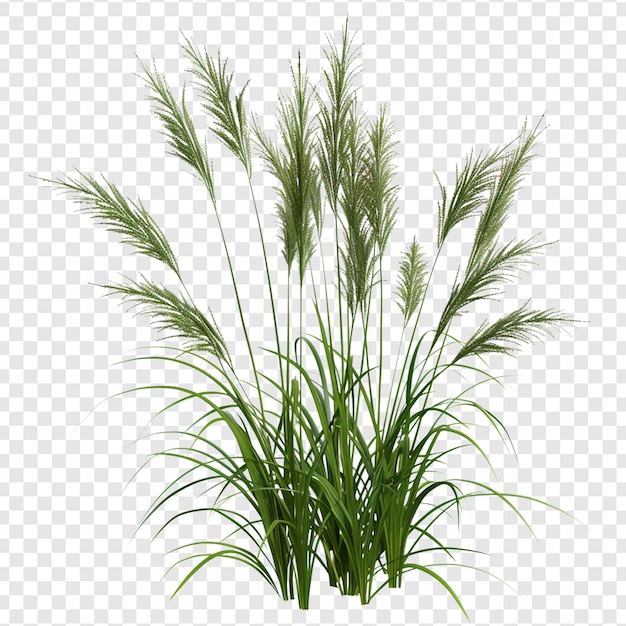 PSD a plant that is green and has the word grass on a white background png