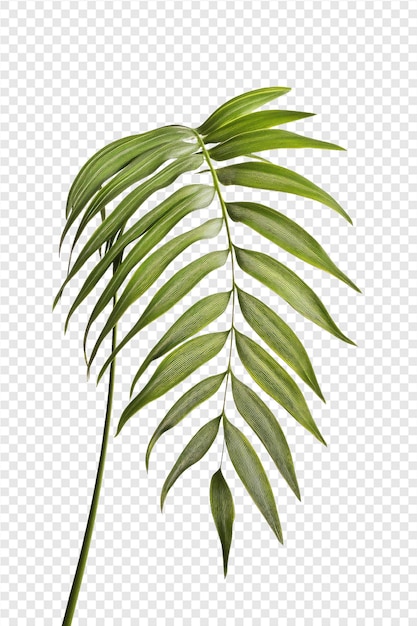 a plant on a transparent background